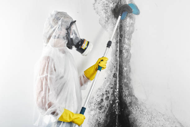 Best Mold Remediation for Healthcare Facilities  in Cortland, NY