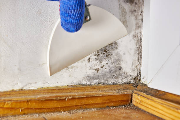 Best Mold Prevention Services  in Cortland, NY
