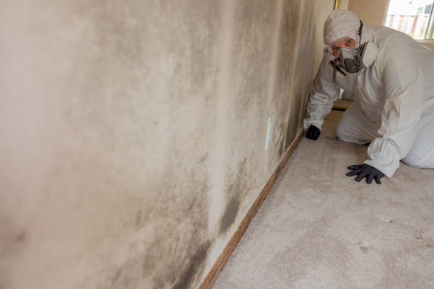 Best Crawl Space Mold Remediation  in Cortland, NY
